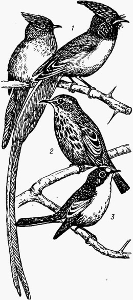 Мухоловки: 1 - райская мухоловка, самка (слева) и самец; 2 - серая мухоловка; 3 - мухоловка-пеструшка