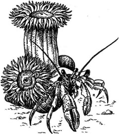 Актиния Calliactis