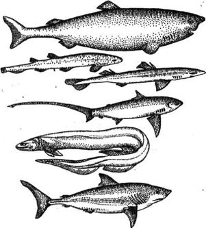 Акулы (сверху вниз): гренландская, морской кот, колючая, морская лисица, плащеносная, сельдевая