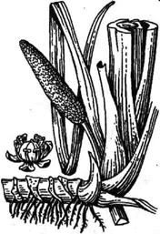 Аир обыкновенный: корневище с основанием стебля, соцветие и цветок