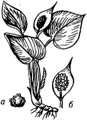 Белокрь.лышк: а - цветок; 6 плоды с кроющим листом