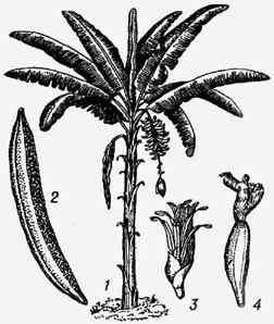 Банан: / - общий вид растения; 2 - плод; 3 тычиночный цветок; 4 - пестичный цветок