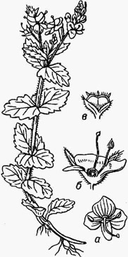Вероника дубравная: а - цветок, 6 - цветок в разрезе, в - плод