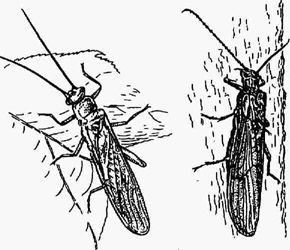 Веснянки: Nemura avicularis(слева) и Leuctra sp. (справа)