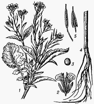Горчица сизая: / - растение; 2 - цветок; 3 - плод; 4 - корень; 5 - стручок