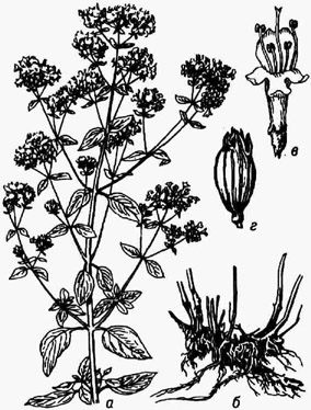 Душица обыкновенная: а - верхняя часть цветущего растения; 6 - корневище; в - цветок; г - чашечка в фазе созревания плодов