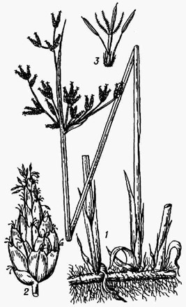 Камыш озёрный: / - растение; 2 - колосок; 3 - цветок