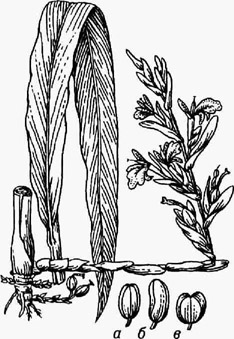 Кардамон: часть корневища с цветоносным побегом и лист; а, б, в - плоды