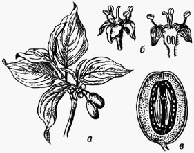 Кизил мужской: а - плодущий побег; б - цветок (общий вид и продольный разрез); в - плод (продольный разрез)