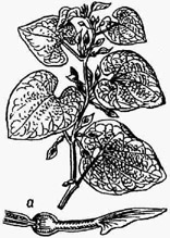 Кирказон ломоносовидный; а - цветок в продольном разрезе
