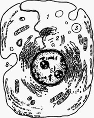Рис. 2. Схема строения животной клетки. Основные клеточные структуры