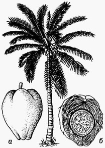 Кокосовая пальма: а плод; б - продольный разрез плода