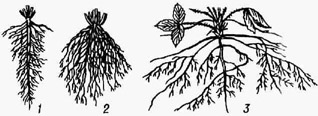 Корневая система растений:1 - стержневая; 2 - мочковатая; 3 - смешанного типа. 
