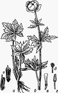 Купальница европейская: а - нижняя часть растения с прикорневыми листьями; б - верхняя часть цветоносного побега; в - лепесток-нектарник; z - тычинка; д - гинецей; е - зрелые листовки