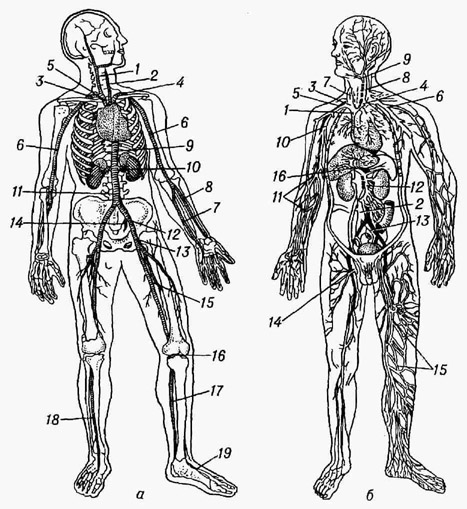 Схема артериальной системы человека (а); артерии: 1 - правая общая сонная; 2 - левая общая сонная; 3 -правая подключичная; 4 -левая подключичная; 5 -безымянная; 6 - плечевая; 7 - локтевая; 8 - лучевая; 9 - грудная аорта; 10 - почечная; 11 - брюшная аорта; 12 - общая подвздошная; 13 - наружная подвздошная; 14 - подчревная; 15 - бедренная; 16 - подколенная , 17- задняя больше-берцовая; 18 - передняя большеберцовая; /9-тыльная артерия стопы. Схема венозной системы человека (б); вены: 1 - верхняя полая; 2 - нижняя полая; 3 -правая безымянная; 4 - левая безымянная; 5 - правая подключичная; 6 - левая подключичная; 7 - правая внутренняя яремная; 8 - левая внутренняя яремная; 9 - общая лицевая; 10 - плечевая; 11 - кожные вены руки; 12 - верхняя брыжеечная; 13 - левая общая подвздошная; 14 - бедренная; 15 - кожные вены ноги; 16 - воротная вена печени