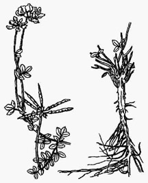 Лядвенец рогатый: верхняя (слева) и нижняя части растения