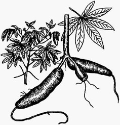 Маниок съедобный: побег, лист и молодые корневые клубни