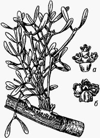Омела белая, общий вид (на срезе ветки видны корешки омелы с присосками, проникающими в древесину); а - женское соцветие; 6 - мужское соцветие
