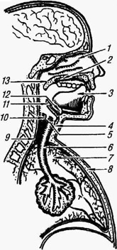 Органы речи: 1 - носовая полость; 2 - твёрдое нёбо; 3 - язык; 4 щитовидный хрящ; 5 - голосовые связки; 6 - трахея; 7 - лёгкие; 8 -грудина; 9 - пищевод; 10 - кольцеобразный хрящ; 11 - надгортанник; 12 - подъязычная кость; 13 - мягкое нёбо (нёбная занавеска)
