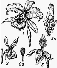 Строение цветка у орхидных: 1 -цветок каттлеи; 2 - цветок ятрышника; 2а его поллиний; 3 - цветок башмачка; За - его гиностемий