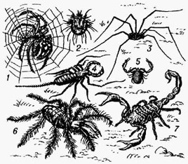 Паукообразные: 1 - паук-крестовик; 2 - чесоточный клещ; 3 - сенокосец; 4 - телифон; 5 -ложноскорпион; 6 - сольпуга; 7 - скорпион