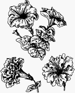 Цветки петунии: простые и махровые