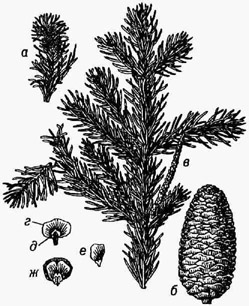 Пихта сибирская: а - ветка с микростробилами; б - семенная шишка; в - ветка со стержнем семенной шишки; г - семенная чешуя и д -кроющая чешуя; е - семя; ж - семенная чешуя с семенами