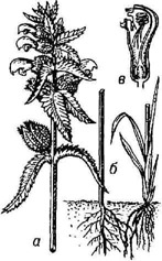 Погремок весенний: а - верхняя часть растения; 6 - нижняя часть растения с корнями, присосавшимися к корням злака; в - цветок (в продольном разрезе)