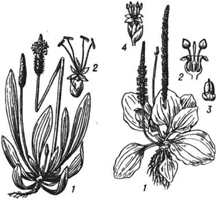 Подорожник ланцетный (слева): 1 - растение; 2 - цветок. Подорожник большой (справа): 1 - растение; 2 и 4 - цветок (2 - в разрезе); 3 - плод(коробочка)