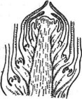 Почка побега семенного растения (схема продольного разреза); в пазухах зачатков нижних листьев видны зачатки пазушных почек