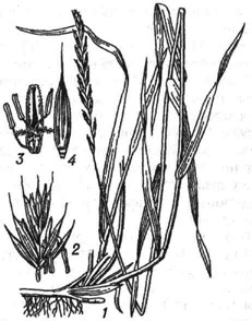 Пырей ползучий: 1 - общий вид; 2 - колосок; 3 - цветок; 4 - нижняя цветковая чешуя
