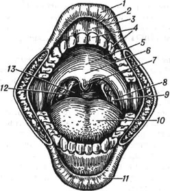 Ротовая полость человека: 1 - верхняя губа; 2 - преддверие рта; 3 - десна; 4 - зубы; 5 -твёрдое нёбо; 6 - мягкое нёбо; 7 - язычок; 8 -нёбно-язычная дужка; 9 - нёбная миндалина; 10 - язык; 11 - нижняя губа; 12 - нёбно-глоточная дужка; 13 - зев