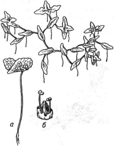 Ряска трёхдольная: а - цветущее растение; б - соцветие. <br>
