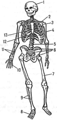 Скелет человека: 1 - череп; 2 - ключица; 3 -лопатка; 4 - плечо; 5 - позвоночник; 6 - кости таза; 7 - бедро; 8 - стопа; 9 - берцовые кости; 10 - кисть; 11 - локтевая и лучевая кости; 12 -рёбра; 13 - грудина