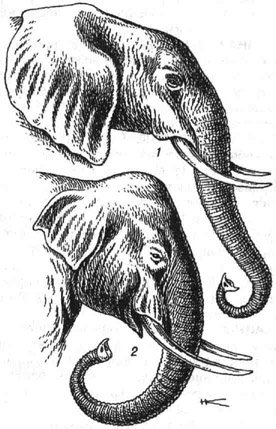 Головы слонов: 1 - африканского саваннового; 2 - индийского