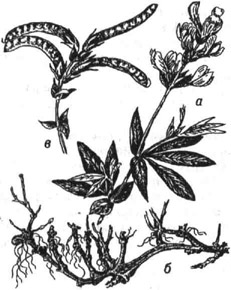 Термопсис ланцетный: а - верхняя часть растения; б - корневище и основания стеблей; в -ветвь с плодами