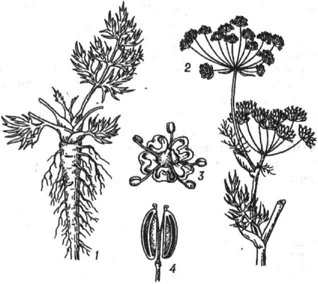 Тмин обыкновенный: 1 - корень; 2 - верхняя часть стебля с соцветиями; 3 - цветок; 4 - плод