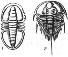 Трилобиты: 1 - из рода Serrodiscus; 2 - из рода Olenellus (оба из раннего кембрия)