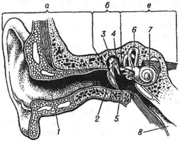 Ухо человека (разрез): а - наружное ухо; б -среднее ухо; в - внутреннее ухо; 1 - слуховой канал; 2 - барабанная перепонка; 3 - молоточек; 4 - наковальня; 5 - стремечко; 6 - полукружные каналы; 7 - улитка; 8 - евстахиева (слуховая) труба