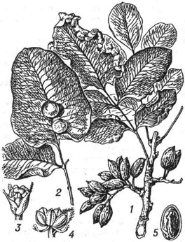 Фисташка настоящая: 1 - ветвь с плодами; 2 -лист с ореховидными галлами; 3 - женский цветок; 4 - мужской цветок; 5 - плод с удалённой створкой