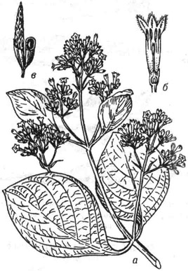 Хинное дерево: а - цветущая ветвь; б - цветок в разрезе; в - плод (в правой части открытый, видны семена)