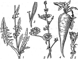 Цикорий обыкновенный: 1 - нижняя часть стебля; 2 - верхняя часть стебля с соцветиями (корзинками); 3 - цветок; 4 - корень культурного цикория; 5 - корень дикорастущего цикория