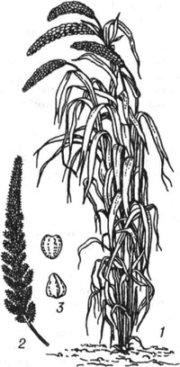 Чумиза: 1 - растение; 2 - метёлка; 3 - зерно