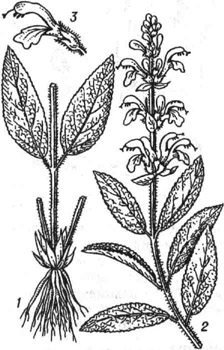 Шалфей лекарственный: / - корень с нижней частью стебля; 2 - соцветие; 3 - цветок