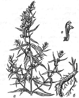 Шлемник байкальский: а - верхняя часть растения; б - корневище с корнями; в - цветок