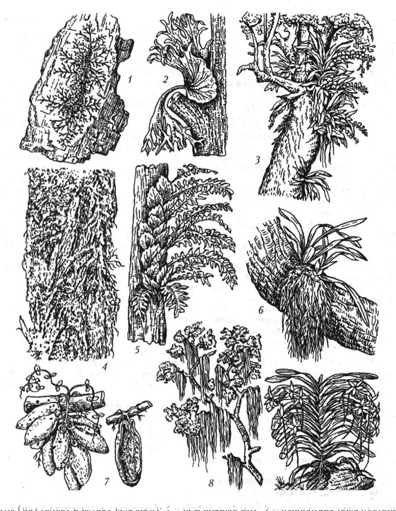 Эпифиты (на стволах и ветвях деревьев): 1 - печёночный мох; 2 - папоротник рода платицериум; 3 - орхидея рода ангрекуме; 4 - лишайник; 5 - папоротник рода полиподиум; 6 - орхидея рода онцидиум; 7 - дисхидия (семейство ластовневые), общий вид и её вскрытый мешковидный лист, содержащий внутри собственные корни; 8 - тилландсия, или луизианский мох (семейство броме-лиевые); 9 - орхидея рода макролептон