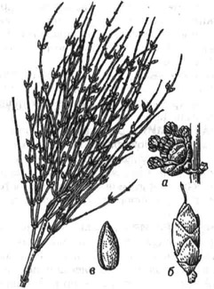 Эфедра хвощевая, ветвь цветущего пестичного растения; а - тычиночный колосок (собрание микростробилов); б - семезачаток со стерильными кроющими чешуями; в - семя