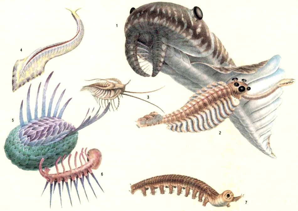 Первыми истинно наземными хордовыми животными являются. Кембрийский период беспозвоночные. Животные кембрийского периода. Первые Хордовые кембрийского периода. Организмы кембрийского периода.