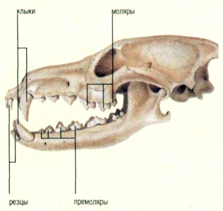 Класс млекопитающие череп