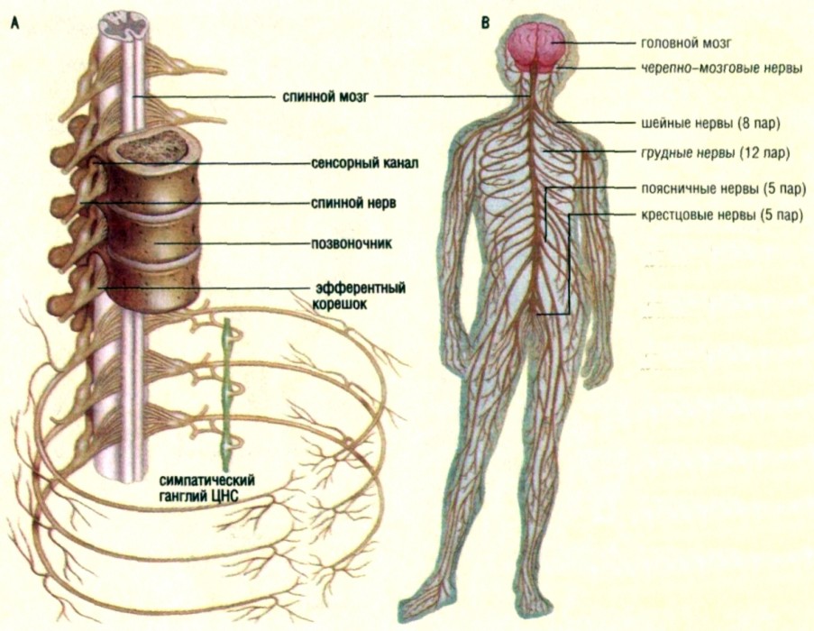 Реферат: Периферическая нервная система. Черепно-мозговые нервы животных